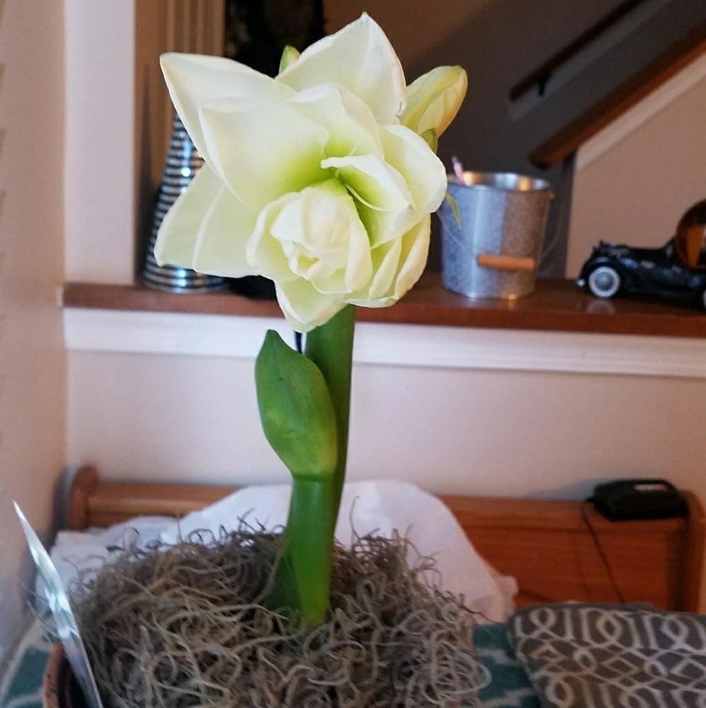 Meet your Posher, Brandy